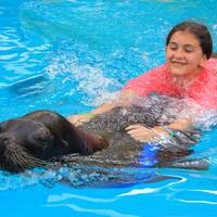 Nuevo Vallarta Sea Lion Encounter