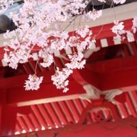 Myochoji Temple