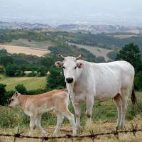 Azienda Agricola Mondini