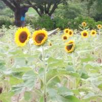 Kagoshima Agriculture Center