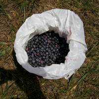 Berry Patch Farm