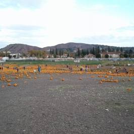 Farm Store at Kellogg Ranch