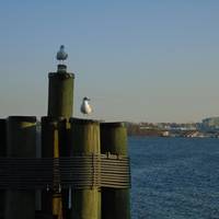 Alexandria - National Harbor Water Taxi