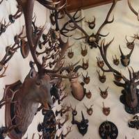 Alpenfauna Museum 