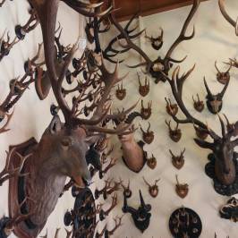Alpenfauna Museum 
