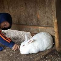 Border City Petting Zoo