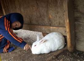 Border City Petting Zoo