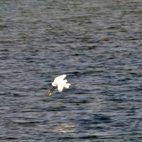 La laguna di Grado e i suoi Casoni