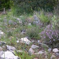 Orto botanico di Montemarcello