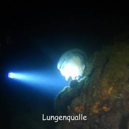 The Old Diver