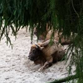 Wisentgehege Usedom