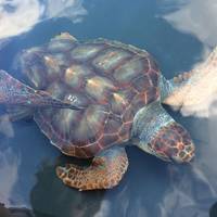 Turtle Nursery