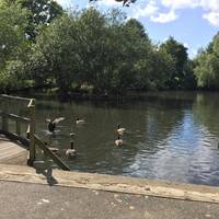 Millers Pond