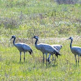 Andalucia Nature Trips
