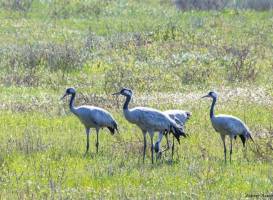 Andalucia Nature Trips