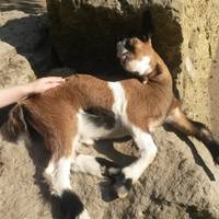 Tierpark