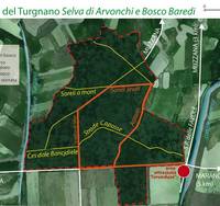 Bosco Baredi - Selva di Arvonchi