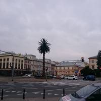 Palm Tree