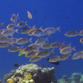 Dive Club Furaveri