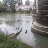 Ponte Cavour