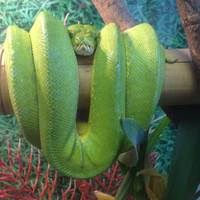 Reptile Mania