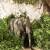 Dessert Elephants Conservation - Kunene Region