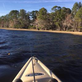 Osceola National Forest