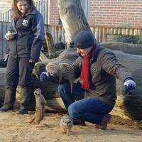 Meerkat Encounter at Berkshire College of Agriculture