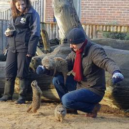 Meerkat Encounter at Berkshire College of Agriculture