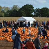 Undley Pumpkin Patch