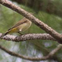 Serenoa Glade Preserve