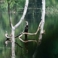 Thattekad Bird Sanctuary
