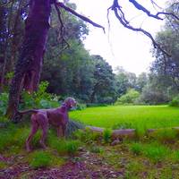 Claudy Country Park
