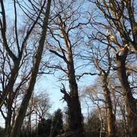 Ashenbank Wood