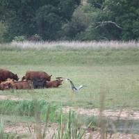 RSPB Darts Farm