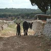Masseria 