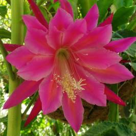 Jardin Botanico La Almunya del Sur