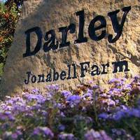 Darley at Jonabell Farm