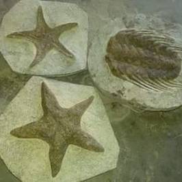 Art Sahara