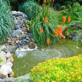 Tropicarium Bonsaï