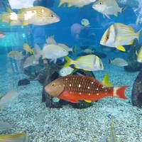 St. Augustine Aquarium