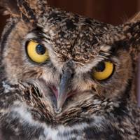 Badger Run Wildlife Rehab