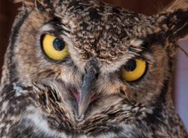 Badger Run Wildlife Rehab