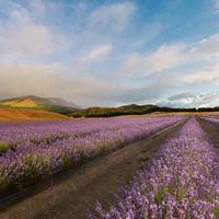 New Zealand Alpine Lavender Farm