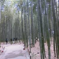 The Bamboo Forest Trail