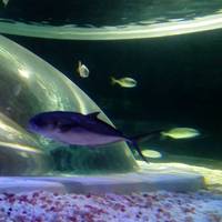 AquaRio Porto Maravilha