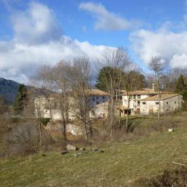 Castanyer de les 9 Branques