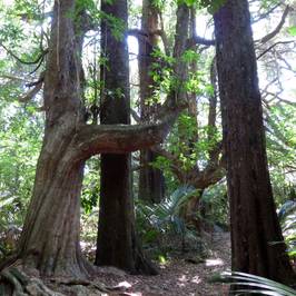 Gray's Bush Scenic Reserve
