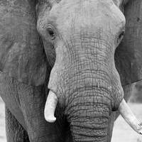 Embrace Safaris