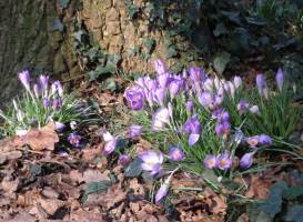 Littleheath Woods
